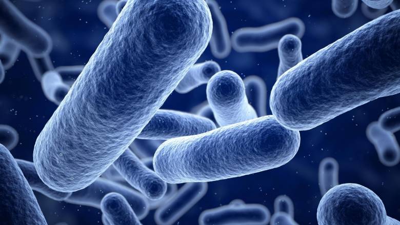 3 Macam Bakteri pada Makanan yang Umum Ditemukan